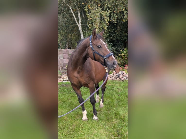 Koń oldenburski Klacz 20 lat 160 cm Gniada in Ihlow