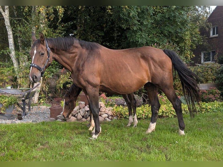 Koń oldenburski Klacz 20 lat 160 cm Gniada in Ihlow