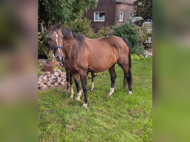 Koń oldenburski Klacz 20 lat 160 cm Gniada in Ihlow