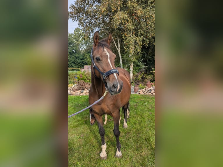 Koń oldenburski Klacz 20 lat 160 cm Gniada in Ihlow