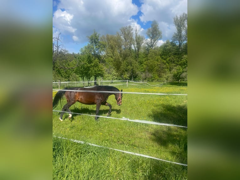 Koń oldenburski Klacz 20 lat 163 cm Gniada in Pforzheim