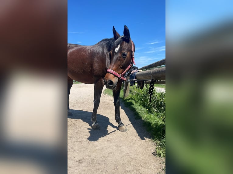 Koń oldenburski Klacz 20 lat 163 cm Gniada in Pforzheim