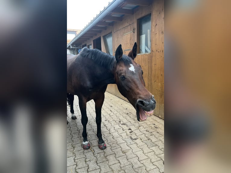 Koń oldenburski Klacz 20 lat 163 cm Gniada in Pforzheim