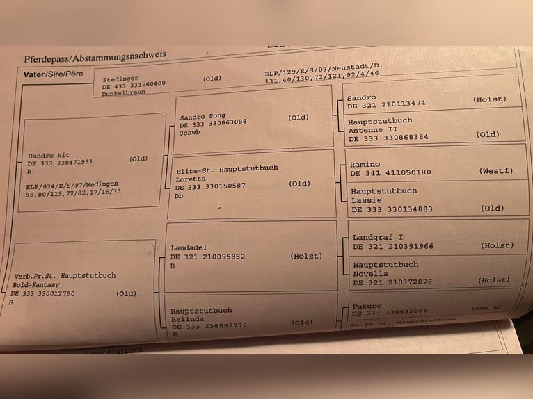 Koń oldenburski Klacz 20 lat 163 cm Skarogniada in Warnow