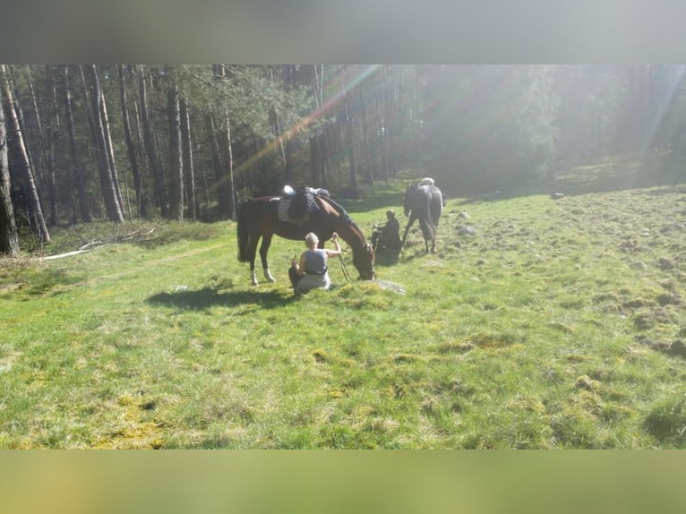 Koń oldenburski Klacz 20 lat 164 cm Gniada in Satrup