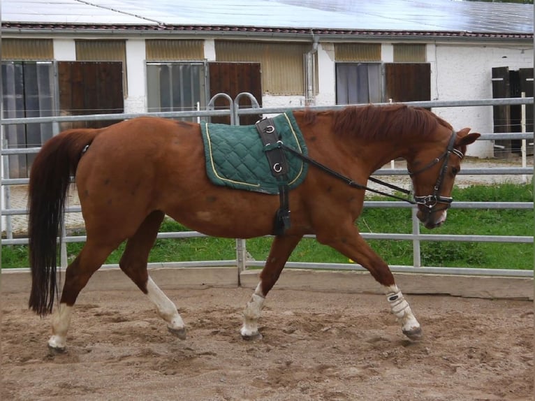 Koń oldenburski Klacz 20 lat 165 cm Kasztanowata in Hetschburg