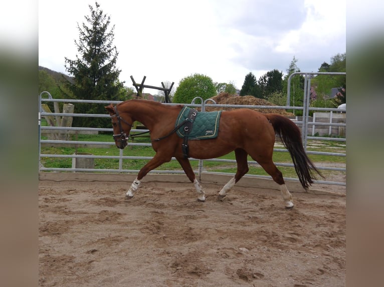 Koń oldenburski Klacz 20 lat 165 cm Kasztanowata in Hetschburg