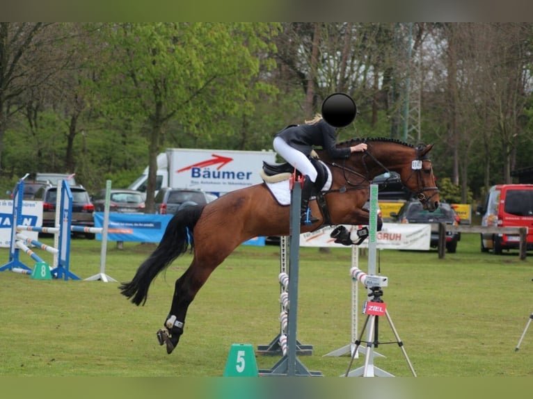 Koń oldenburski Klacz 20 lat 168 cm Gniada in Hörstel