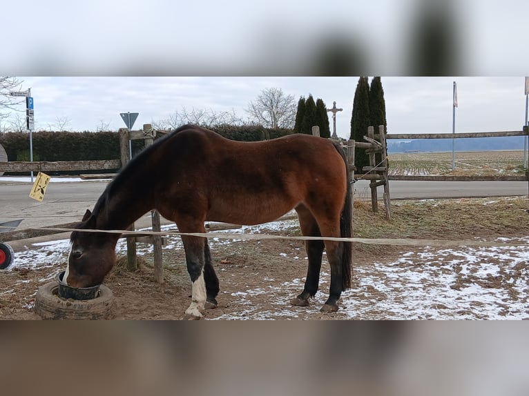 Koń oldenburski Klacz 20 lat 176 cm Gniada in Bad Schussenried