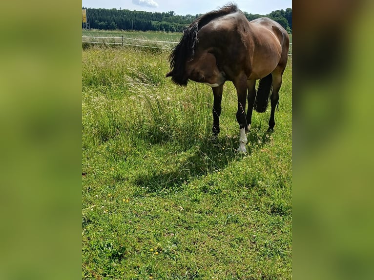 Koń oldenburski Klacz 20 lat 176 cm Gniada in Bad Schussenried
