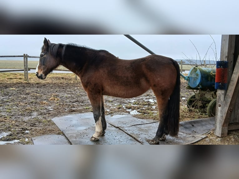 Koń oldenburski Klacz 20 lat 176 cm Gniada in Bad Schussenried