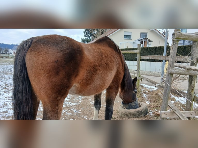 Koń oldenburski Klacz 20 lat 176 cm Gniada in Bad Schussenried