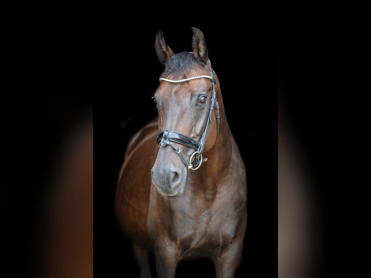 Koń oldenburski Klacz 21 lat 168 cm Ciemnogniada in Flieden