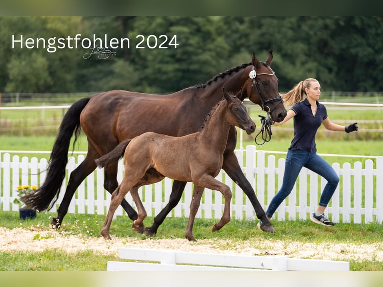 Koń oldenburski Klacz 21 lat 168 cm Ciemnogniada in Flieden