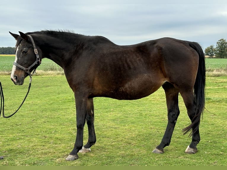 Koń oldenburski Klacz 21 lat 171 cm Gniada in Twistringen