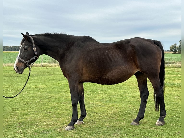 Koń oldenburski Klacz 21 lat 171 cm Gniada in Twistringen