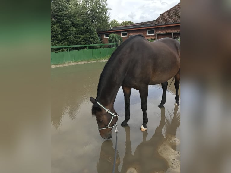 Koń oldenburski Klacz 22 lat 162 cm Ciemnogniada in Syke
