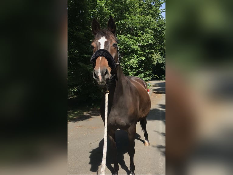 Koń oldenburski Klacz 22 lat 162 cm Ciemnogniada in Syke