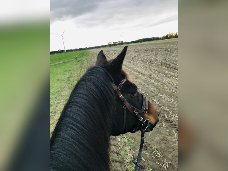 Koń oldenburski Klacz 22 lat 162 cm Ciemnogniada in Syke