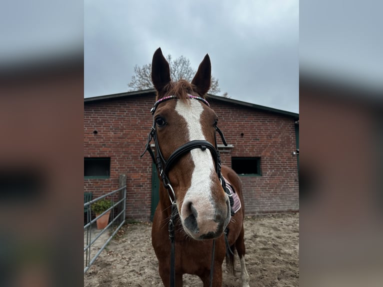 Koń oldenburski Klacz 24 lat 160 cm Kasztanowata in Hemdingen