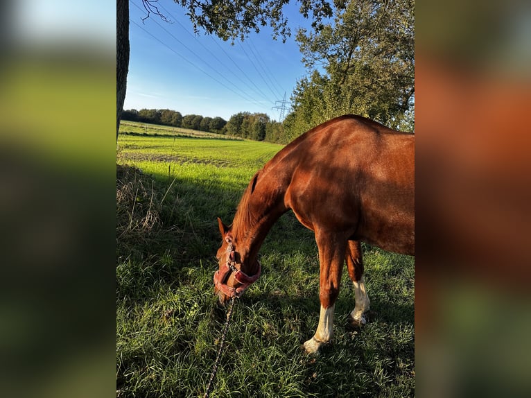 Koń oldenburski Klacz 24 lat 160 cm Kasztanowata in Hemdingen