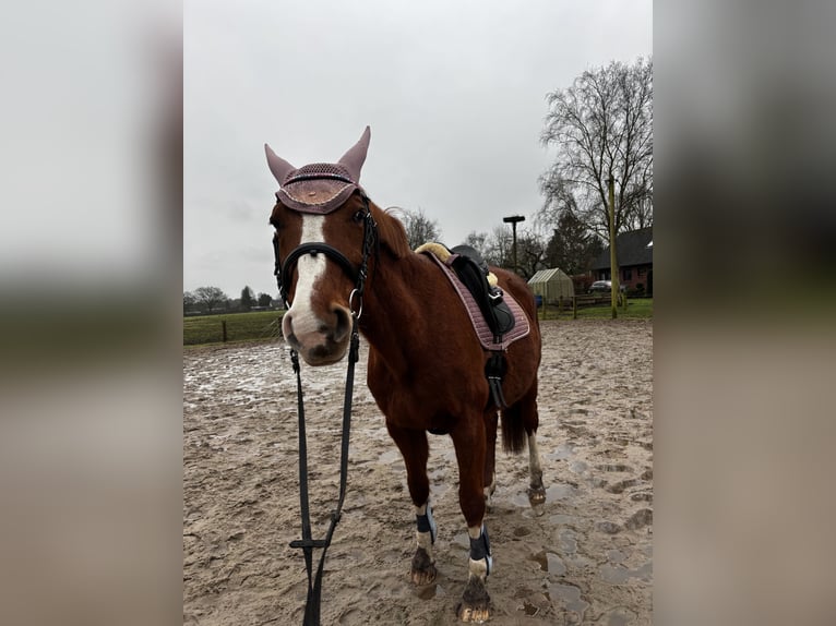 Koń oldenburski Klacz 24 lat 160 cm Kasztanowata in Hemdingen