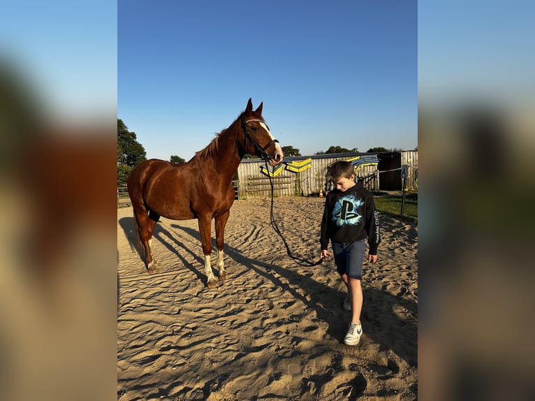 Koń oldenburski Klacz 24 lat 160 cm Kasztanowata in Hemdingen