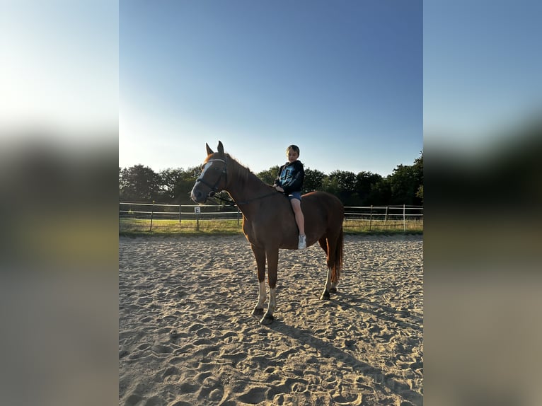 Koń oldenburski Klacz 24 lat 160 cm Kasztanowata in Hemdingen