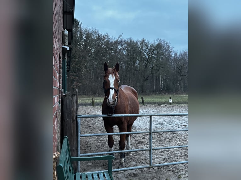 Koń oldenburski Klacz 24 lat 160 cm Kasztanowata in Hemdingen