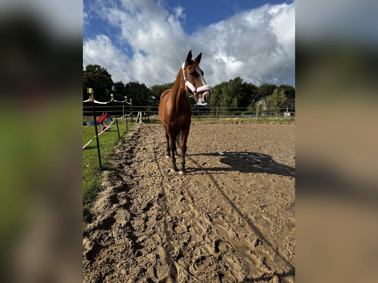 Koń oldenburski Klacz 24 lat 160 cm Kasztanowata in Hemdingen