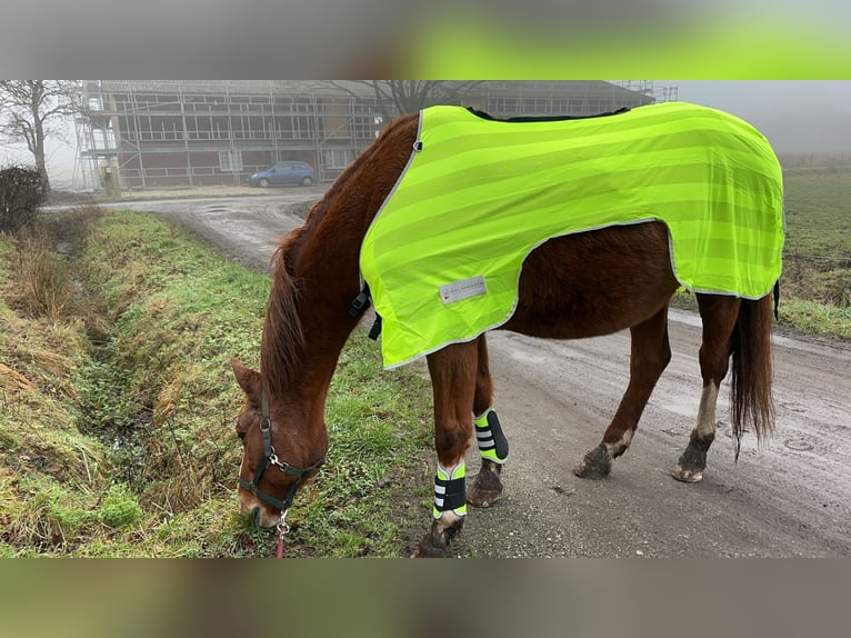 Koń oldenburski Klacz 24 lat 160 cm Kasztanowata in Hemdingen