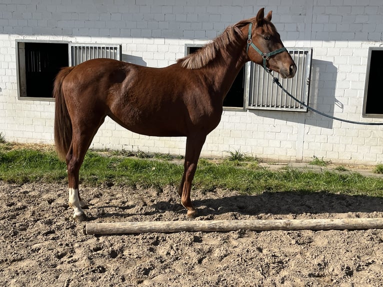 Koń oldenburski Klacz 2 lat 156 cm Kasztanowata in Hiddenhausen