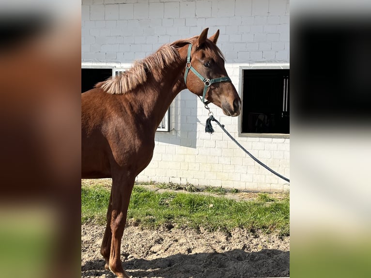 Koń oldenburski Klacz 2 lat 156 cm Kasztanowata in Hiddenhausen