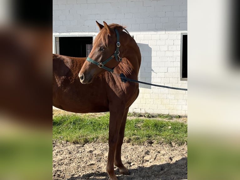 Koń oldenburski Klacz 2 lat 156 cm Kasztanowata in Hiddenhausen