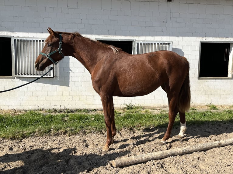 Koń oldenburski Klacz 2 lat 156 cm Kasztanowata in Hiddenhausen