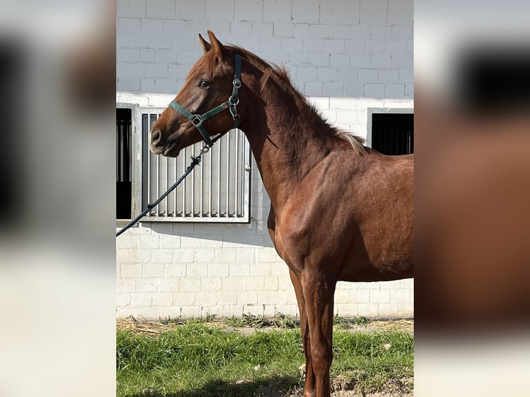 Koń oldenburski Klacz 2 lat 156 cm Kasztanowata in Hiddenhausen