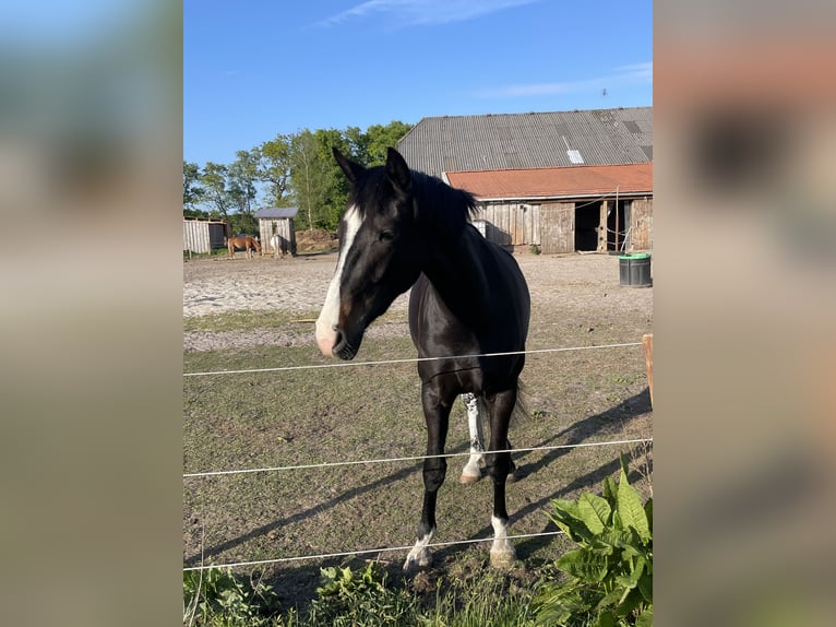 Koń oldenburski Klacz 2 lat 158 cm Ciemnogniada in Aurich
