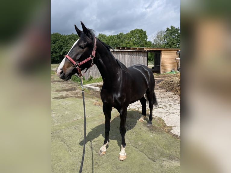 Koń oldenburski Klacz 2 lat 158 cm Ciemnogniada in Aurich