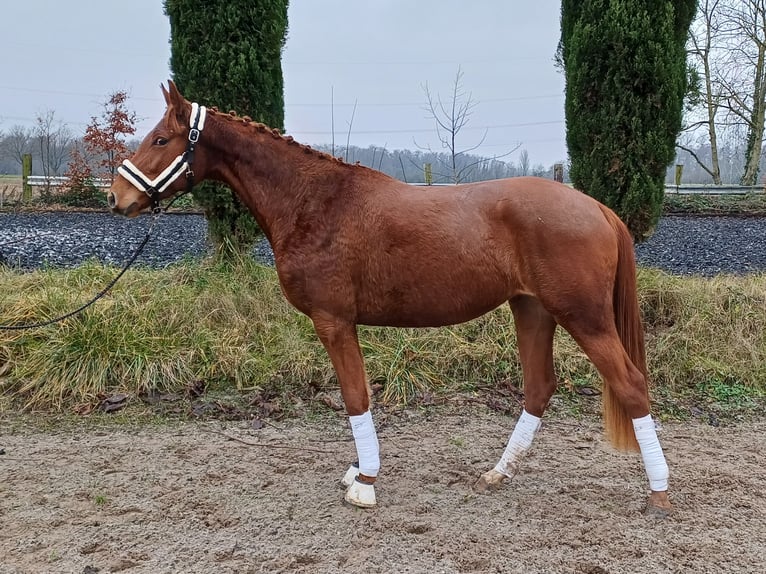 Koń oldenburski Klacz 2 lat 159 cm Ciemnokasztanowata in Mühlhausen