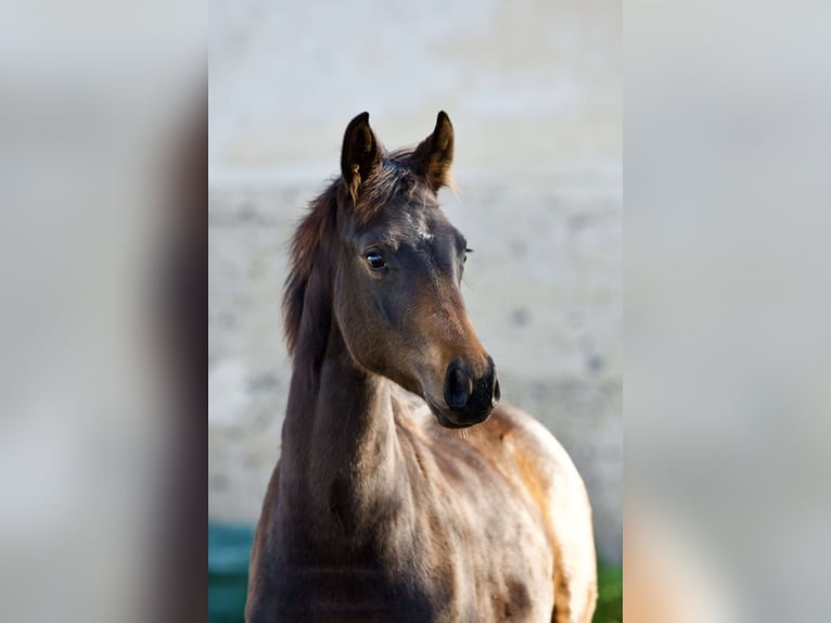 Koń oldenburski Klacz 2 lat 160 cm Ciemnogniada in bag&#xE9; le chatel