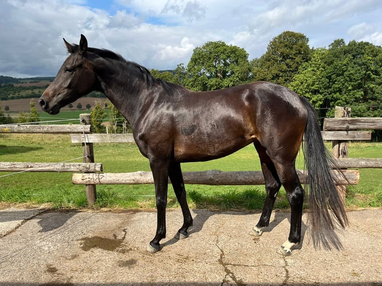 Koń oldenburski Klacz 2 lat 160 cm Ciemnogniada in Einbeck