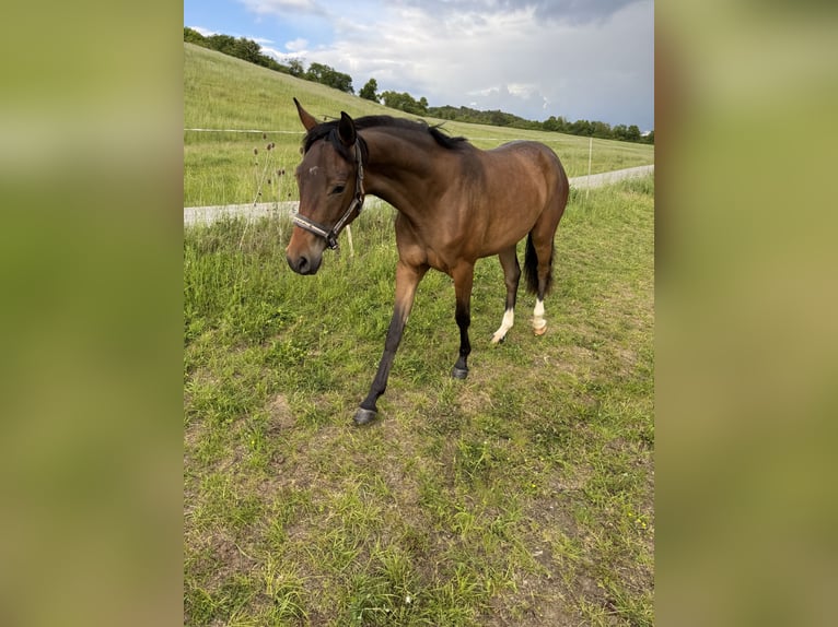 Koń oldenburski Klacz 2 lat 160 cm Gniada in Erfurt