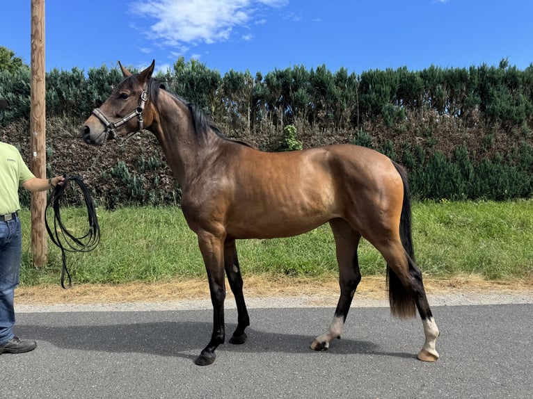 Koń oldenburski Klacz 2 lat 160 cm Gniada in Erfurt