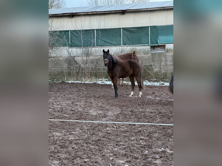 Koń oldenburski Klacz 2 lat 160 cm Gniada in Erfurt