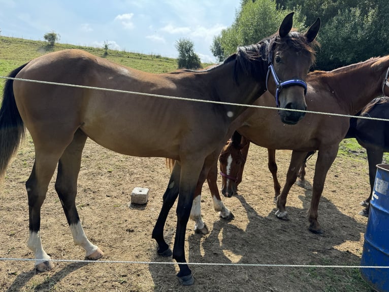 Koń oldenburski Klacz 2 lat 160 cm Gniada in Erfurt