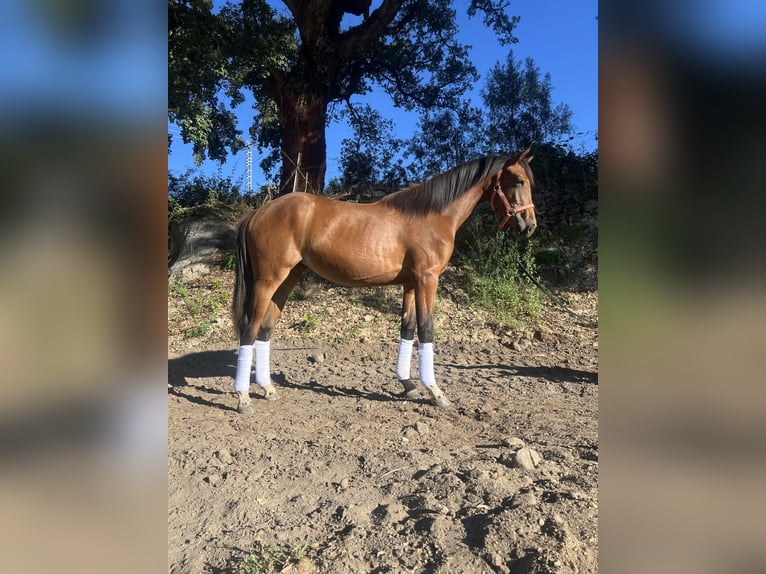 Koń oldenburski Klacz 2 lat 162 cm Jasnogniada in Piedralaves