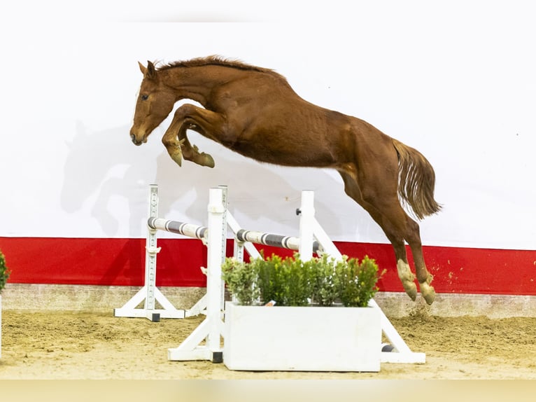 Koń oldenburski Klacz 2 lat 163 cm Ciemnokasztanowata in Waddinxveen