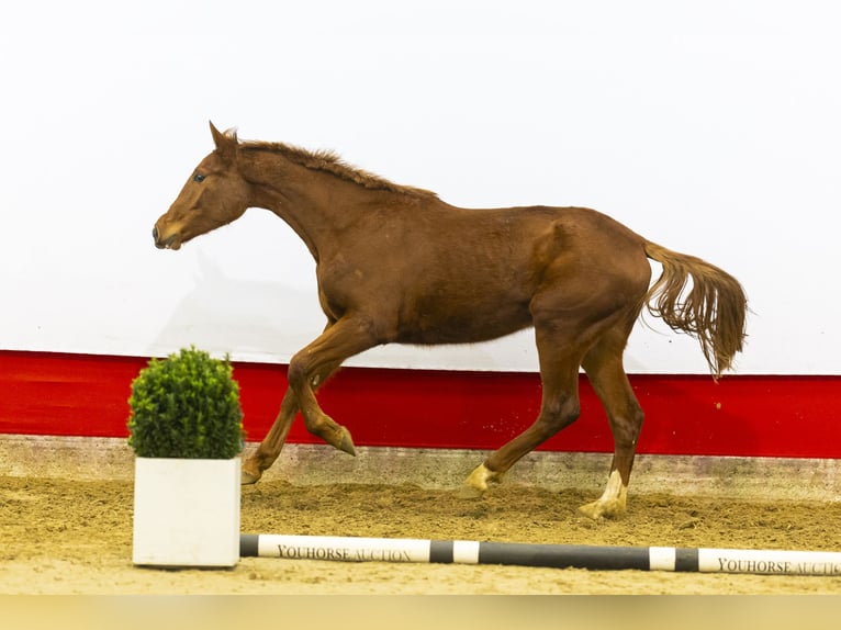 Koń oldenburski Klacz 2 lat 163 cm Ciemnokasztanowata in Waddinxveen