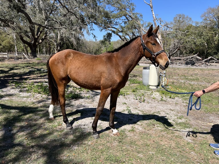 Koń oldenburski Klacz 2 lat 163 cm Gniada in Brooksville