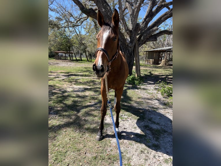 Koń oldenburski Klacz 2 lat 163 cm Gniada in Brooksville